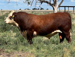 MAWARRA ULTRA STAR R182